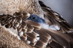 Ecuador | Galapagos - Naturfotografie zwischen Vulkanen und Riesenschildkröten Ecuador | Galapagos - Naturfotografie zwischen Vulkanen und Riesenschildkröten